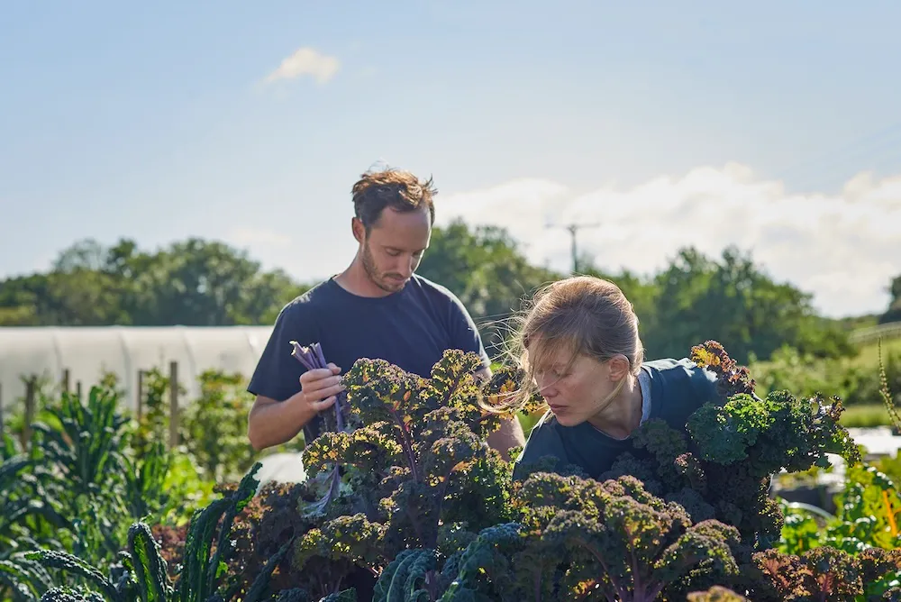 Rosie and Tom harvesting kale at Neetfield Market Garden